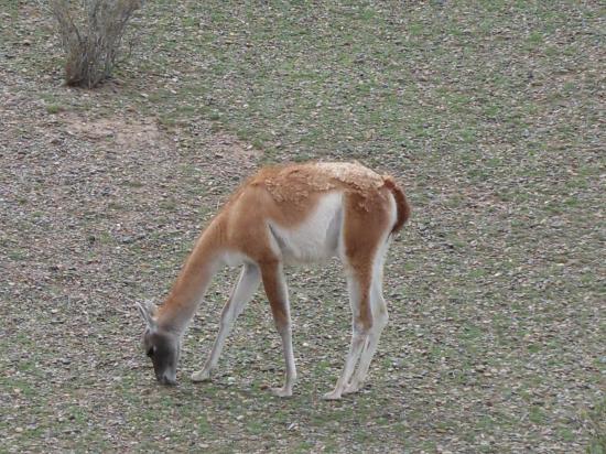 Un ami des pingouins.... attention ce n'est pas un lama mais un guanaco... ils y tiennent!!!