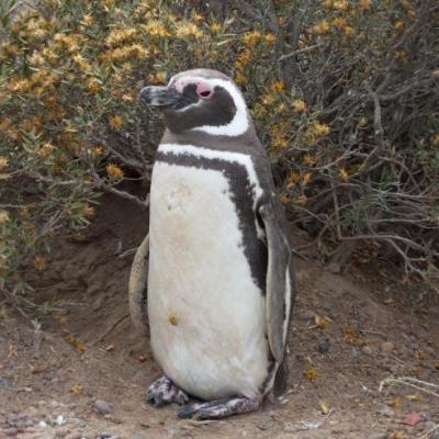 Argentine - Punta Tombo