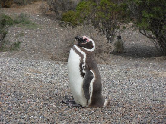 Punta Tombo