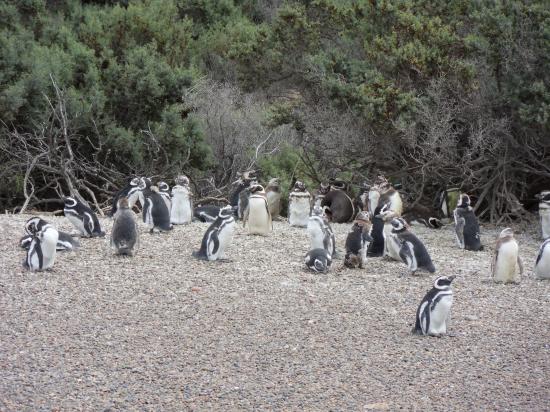 Punta Tombo