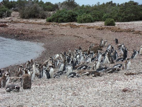 Punta Tombo
